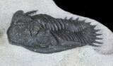 Detailed, Kayserops Trilobite #47329-1